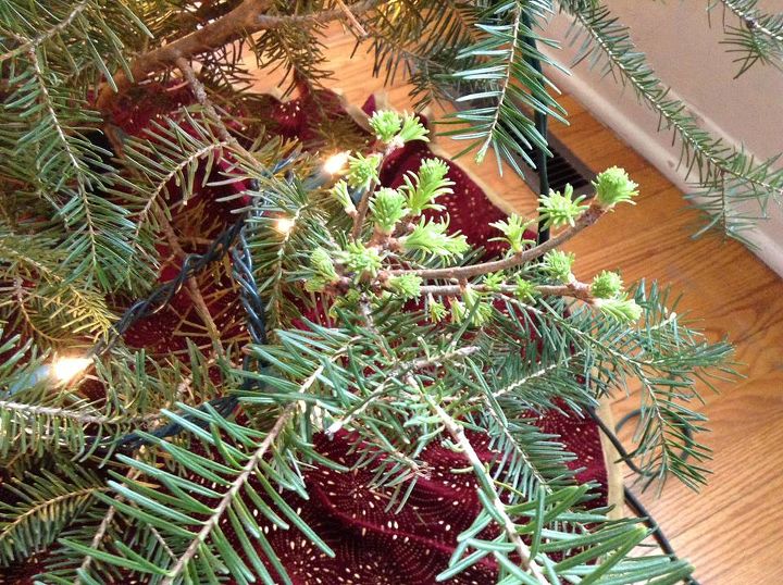 how to replant a christmas tree, christmas decorations, gardening, how to, seasonal holiday decor