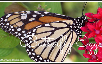 Do You Know How to Spot Butterfly Eggs?