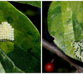 do you know how to spot butterfly eggs