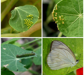 do you know how to spot butterfly eggs