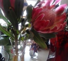 protea flower, flowers, gardening