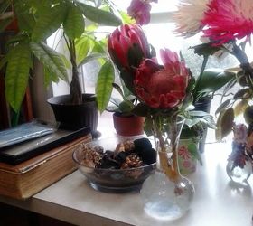 protea flower, flowers, gardening
