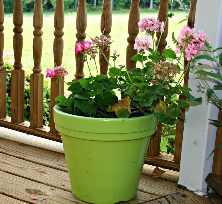 growing geraniums indoors, flowers, gardening, home decor