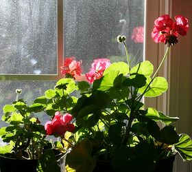 growing geraniums indoors, flowers, gardening, home decor