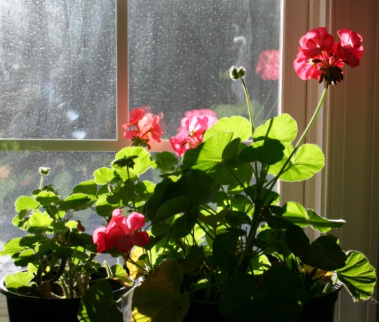se pueden cultivar los geranios en el interior como una planta de interior