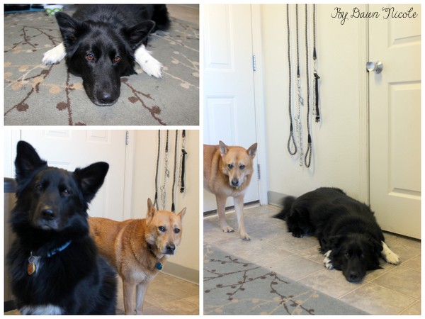 diy dog leash holder, chalk paint, crafts, painting, pets animals, woodworking projects