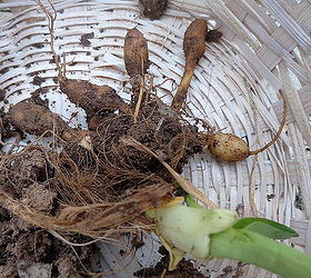 q day lily tubers, flowers, gardening, Tuber ID