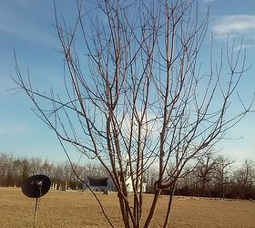 q how to properly prune an apple tree, gardening, homesteading, how to