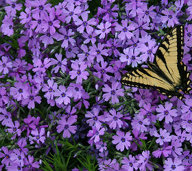 Starting a Butterfly Garden