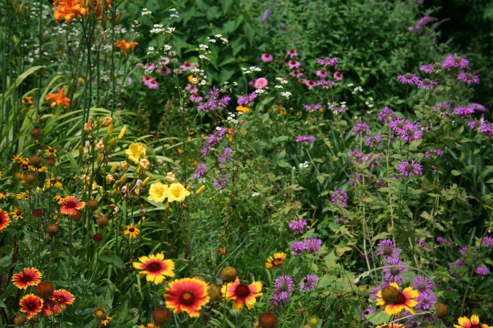 starting a butterfly garden, flowers, gardening, how to, A meadow like effect in my garden