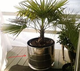 craigslist washing machine to potted palm, container gardening, repurposing upcycling