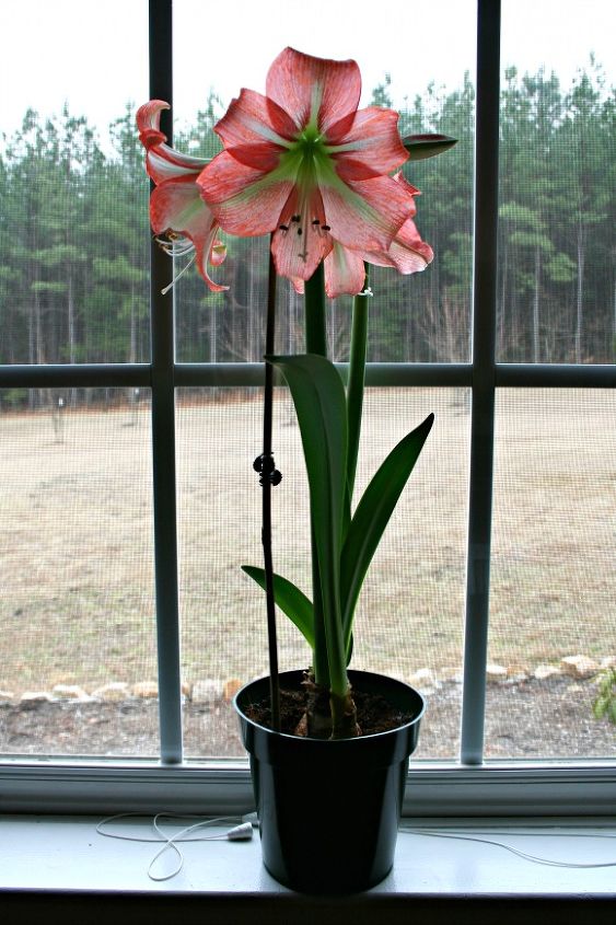 how to get an amaryllis to bloom, gardening, home decor, how to
