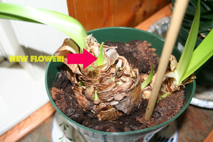 how to get an amaryllis to bloom, gardening, home decor, how to