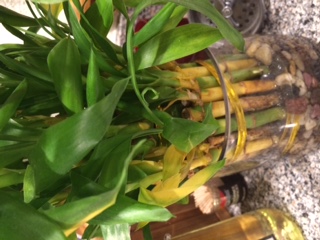 q bamboo plant turning yellow, gardening, home decor