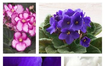 Cómo cuidar las violetas africanas