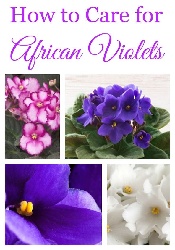 como cuidar de violetas africanas