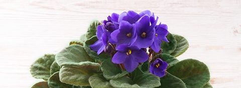 how to care for african violets, flowers, home decor, how to