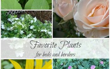 5 Favorite Plants for Beds and Borders