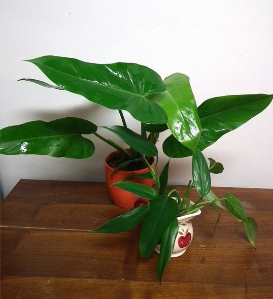 house plants and containers, gardening, home decor, Philodendron Hastatum small and large