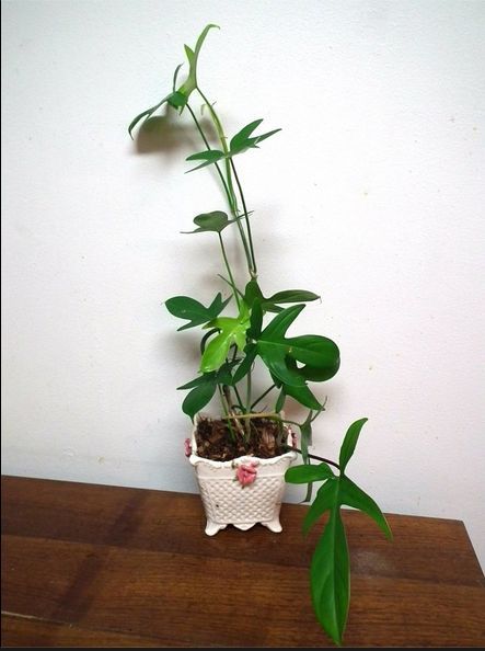 house plants and containers, gardening, home decor, Philodendron Florida Beauty