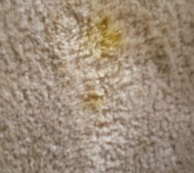 q cleaning dog stains on carpet, cleaning tips, pets animals, reupholster