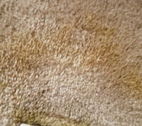 q cleaning dog stains on carpet, cleaning tips, pets animals, reupholster