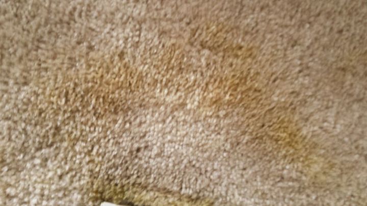 Cleaning Dog Stains on Carpet | Hometalk