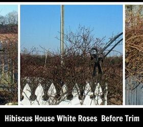 Jardines de rosas: Recorte de las rosas blancas