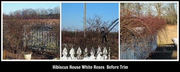 rose gardens aparando as rosas brancas