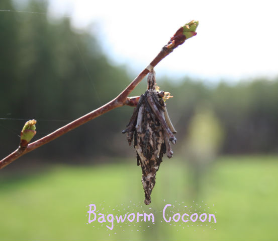 common cocoons and egg cases in the garden, flowers, gardening, homesteading, pest control