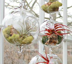 Growing and Caring For Air Plants - Tillandsias