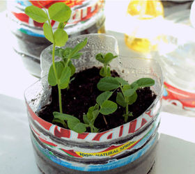 start your garden in a water bottle greenhouse, container gardening, gardening, repurposing upcycling