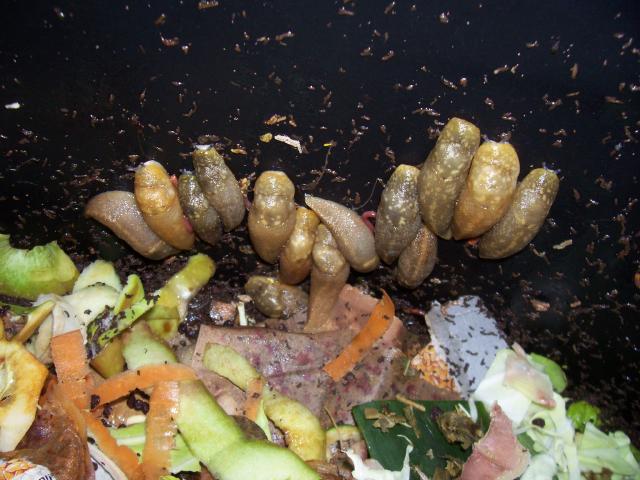 handy tips to get rid your garden of snails and slugs, gardening, homesteading, pest control