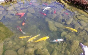 How Many Fish Can I Have in My Backyard Pond?