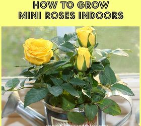 Cómo cultivar rosas en miniatura en el interior