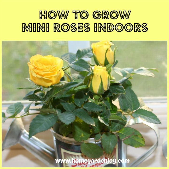 how to grow mini roses indoors, flowers, gardening, how to