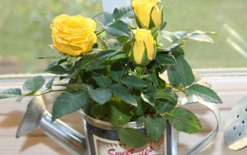 How to Grow Mini Roses Indoors