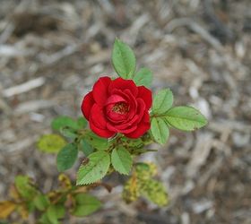 how to grow mini roses indoors, flowers, gardening, how to