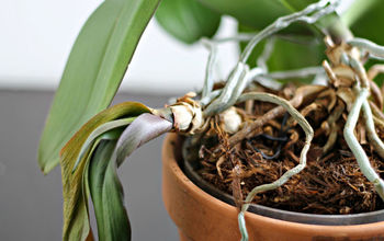 Cultivo y trasplante de orquídeas