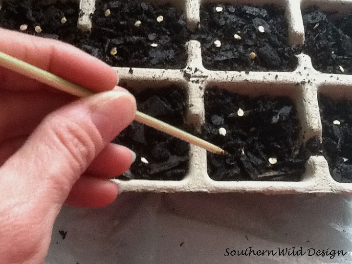 semillas en mini invernaderos