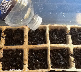 seed starting using mini greenhouses