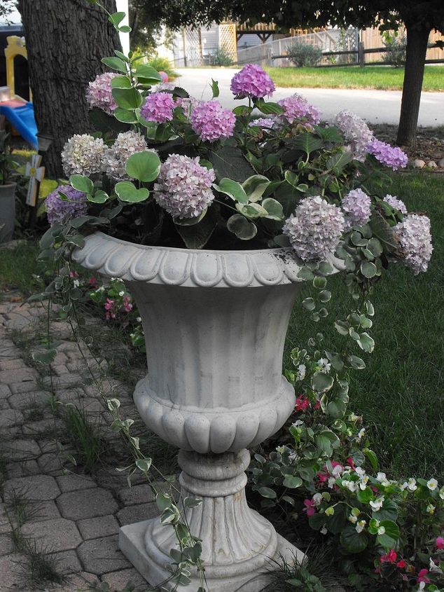 my container gardening, container gardening, flowers, gardening, hydrangea, Hydrangea
