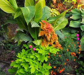 my container gardening, container gardening, flowers, gardening, hydrangea, Tropical beautiful in the fall