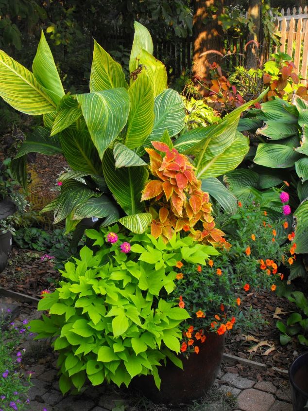 my container gardening, container gardening, flowers, gardening, hydrangea, Tropical beautiful in the fall