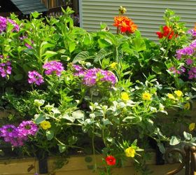 my container gardening, container gardening, flowers, gardening, hydrangea, Sunny window box