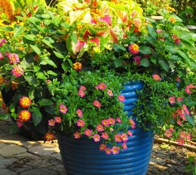 my container gardening, container gardening, flowers, gardening, hydrangea, Sunny container that made me smile all summer
