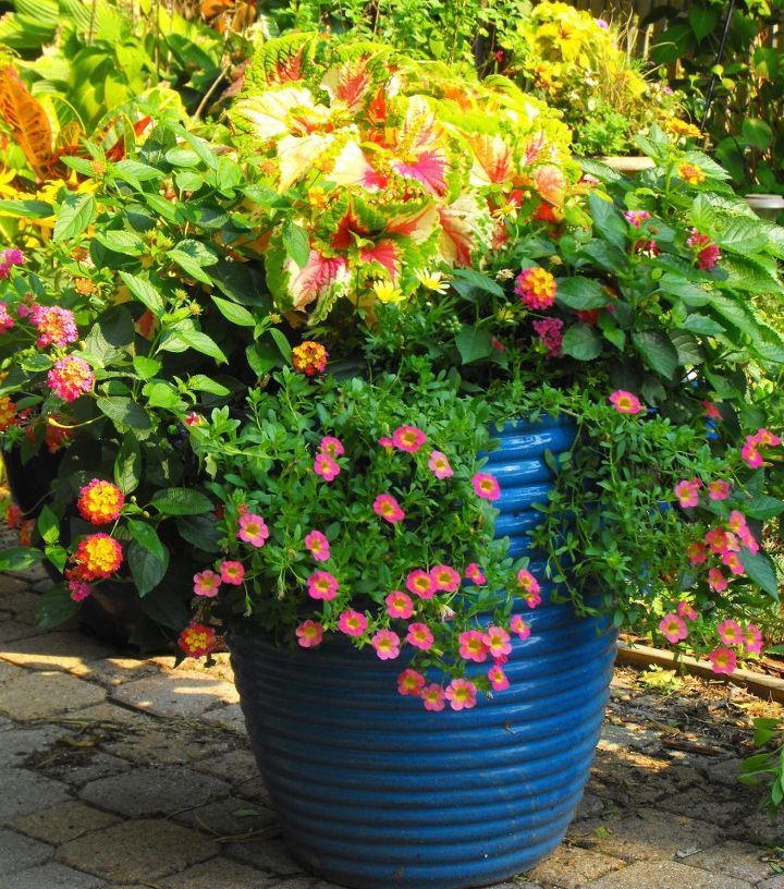 my container gardening, container gardening, flowers, gardening, hydrangea, Sunny container that made me smile all summer