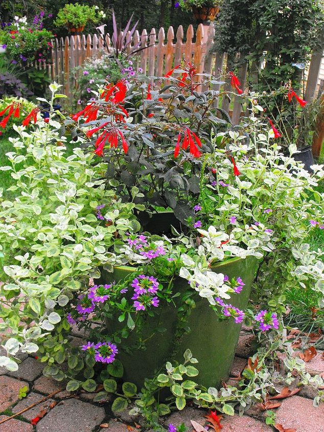 my container gardening, container gardening, flowers, gardening, hydrangea