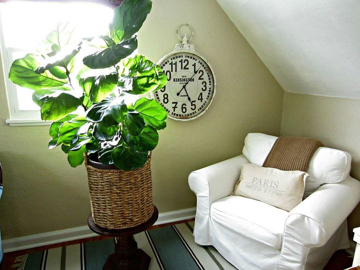 how care for a fiddle leaf fig, gardening, go green, home decor