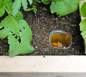how to eliminate garden slugs, gardening, homesteading, how to, pest control, raised garden beds